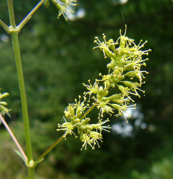 Silene otites / Silene otite
