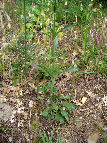 Silene otites / Silene otite
