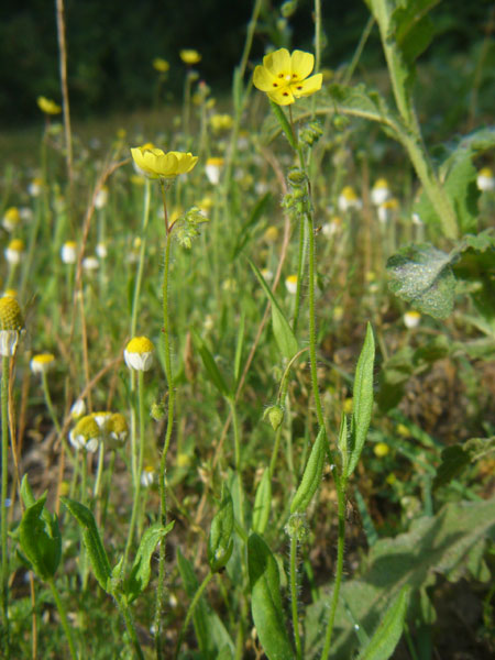 Tuberaria guttata / Fior gallinaccio comune