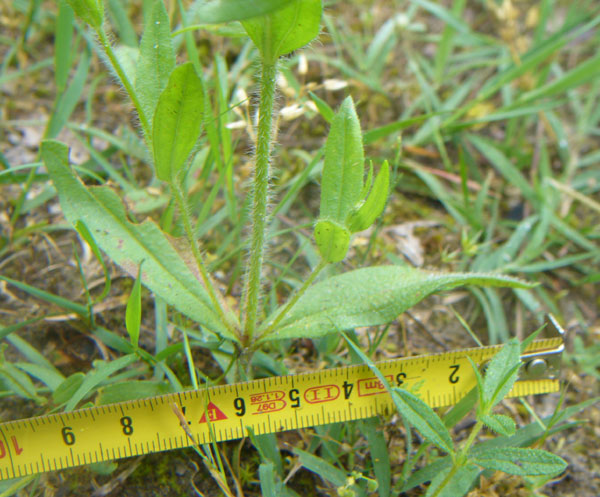 Tuberaria guttata / Fior gallinaccio comune