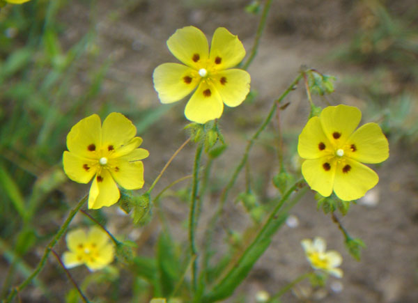 Tuberaria guttata / Fior gallinaccio comune