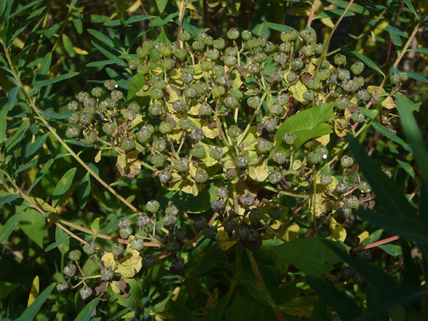 Euphorbia palustris / Euforbia lattaiola