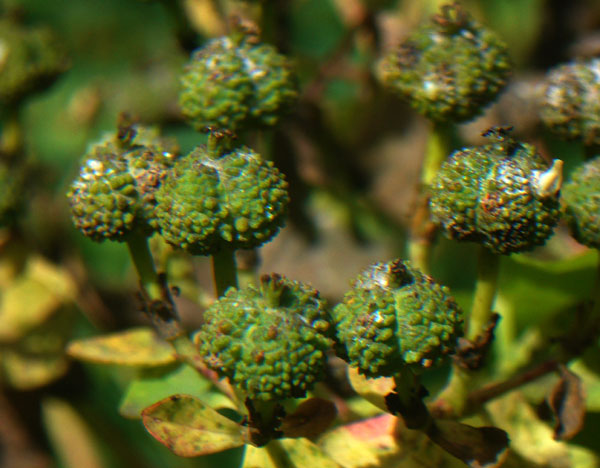 Euphorbia palustris / Euforbia lattaiola