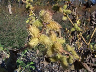 Xanthium sp.