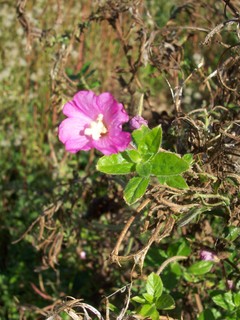 piccolo fiore - Epilobium cfr. hirsutum