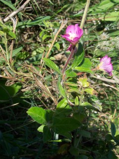 piccolo fiore - Epilobium cfr. hirsutum