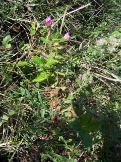 piccolo fiore - Epilobium cfr. hirsutum