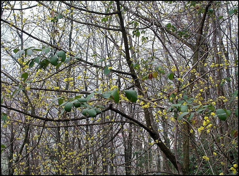 Cornus mas / Corniolo maschio