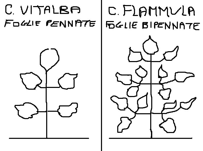 Clematis  flammula / Clematide Fiammola