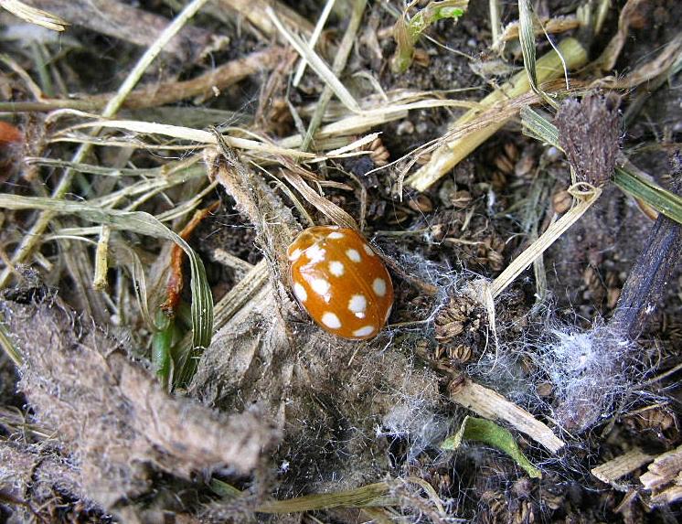 Coccinellide Calvia quatuordecimguttata