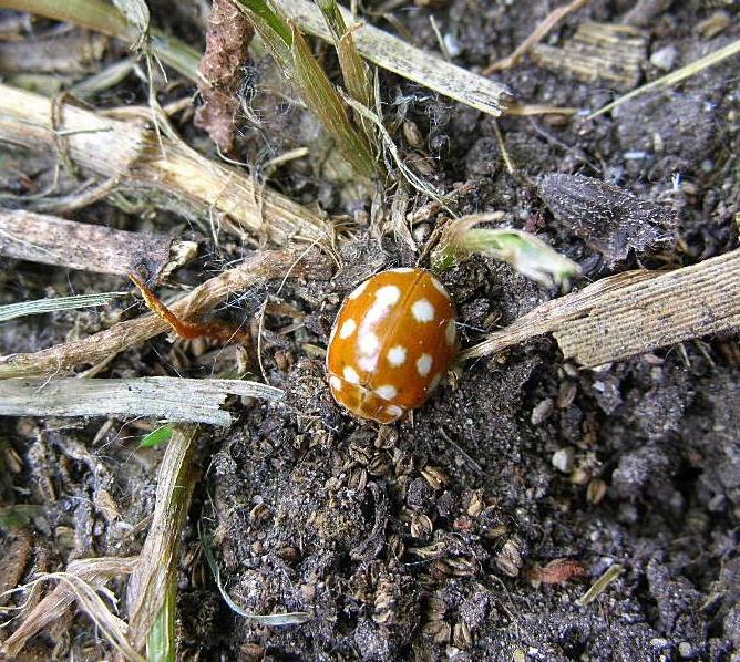 Coccinellide Calvia quatuordecimguttata