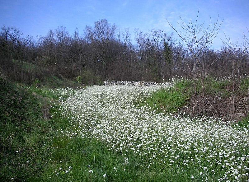 Capsella grandiflora / Borsapastore a fiori grandi