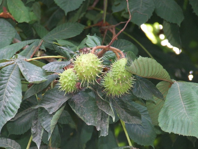 Aesculus hippocastanum / Ippocastano