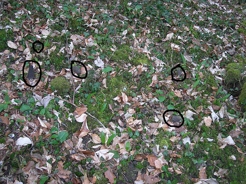 Il Tempo delle Morchelle