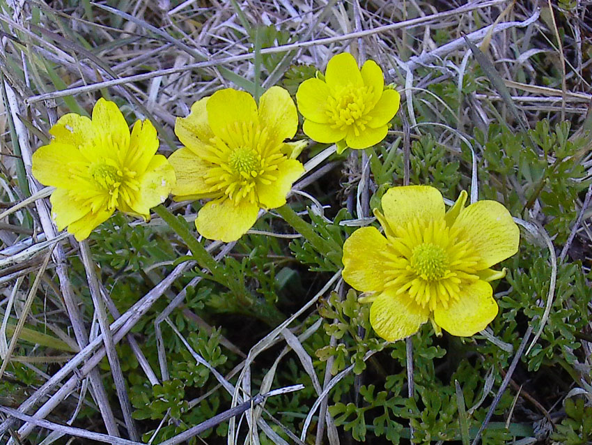 Ranunculus millefoliatus / Ranuncolo millefoglio