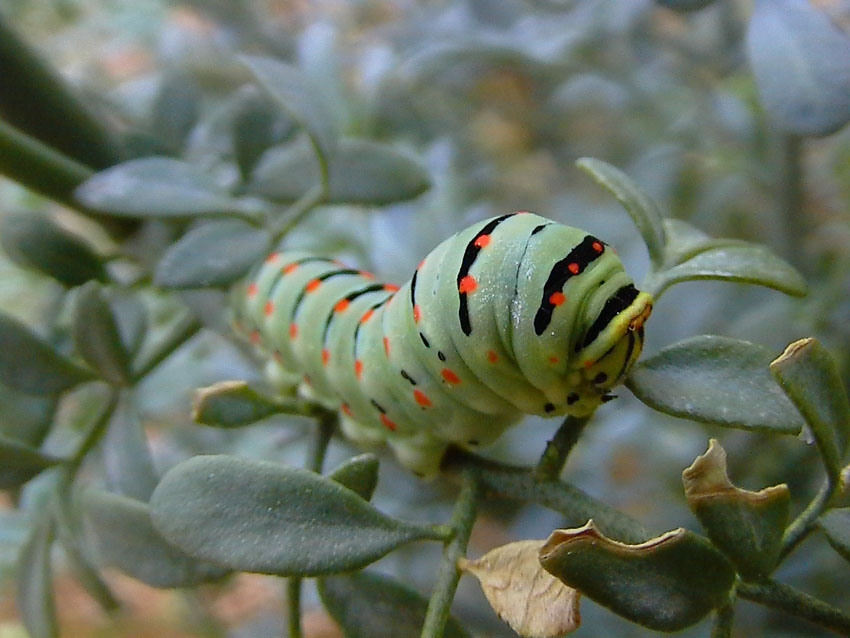 Bruco di Papilio machaon