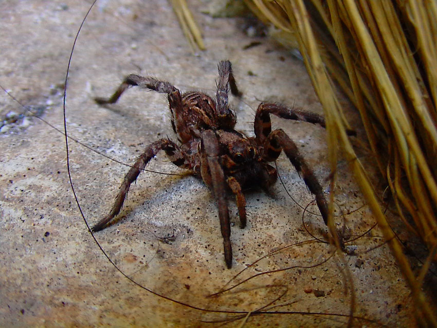 tarantula  Lycosa sp.