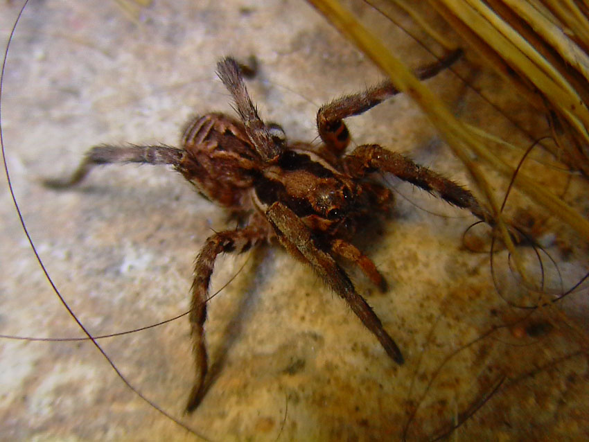 tarantula  Lycosa sp.