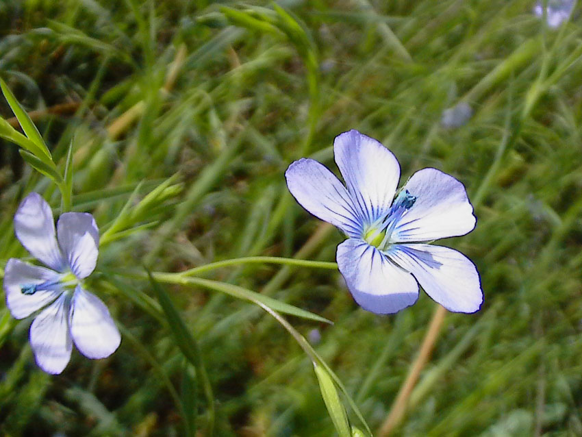 Linum bienne / Lino selvatico