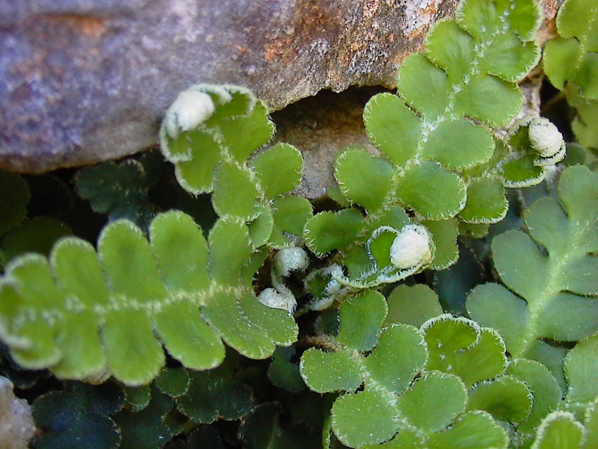 Asplenium ceterach / Cedracca comune