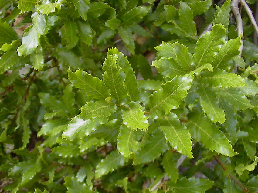 Quercus trojana / Fragno