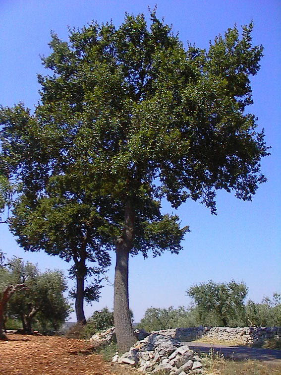 Quercus trojana / Fragno
