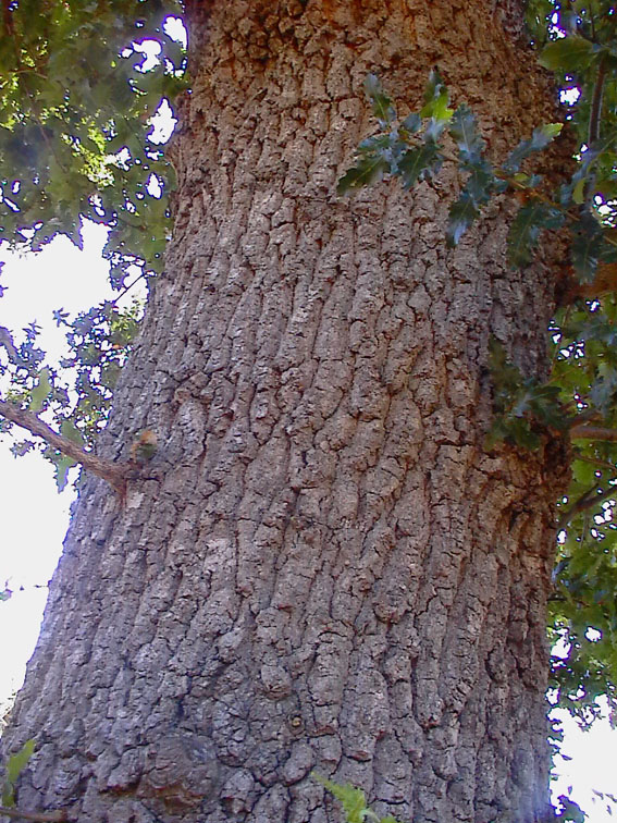 Quercus trojana / Fragno