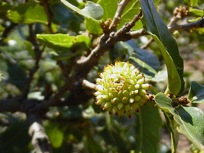 Quercus trojana / Fragno