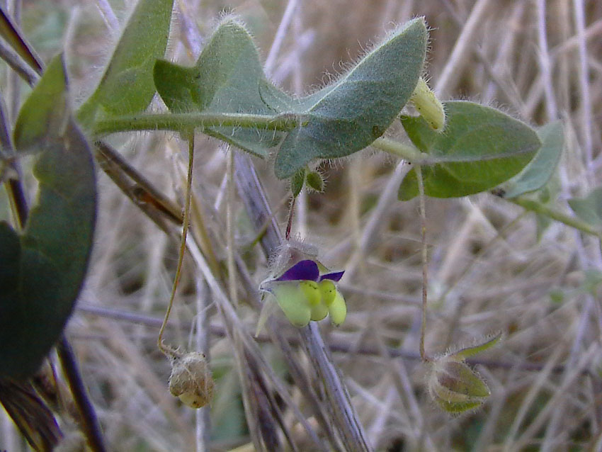 Kickxia commutata / Cencio perennante