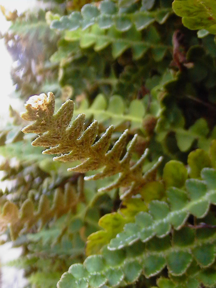 Asplenium ceterach / Cedracca comune