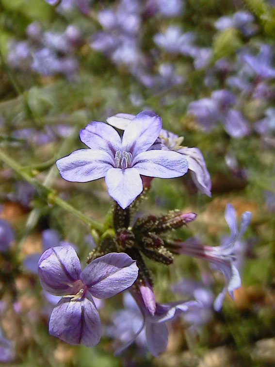 Plumbago europaea / Caprinella