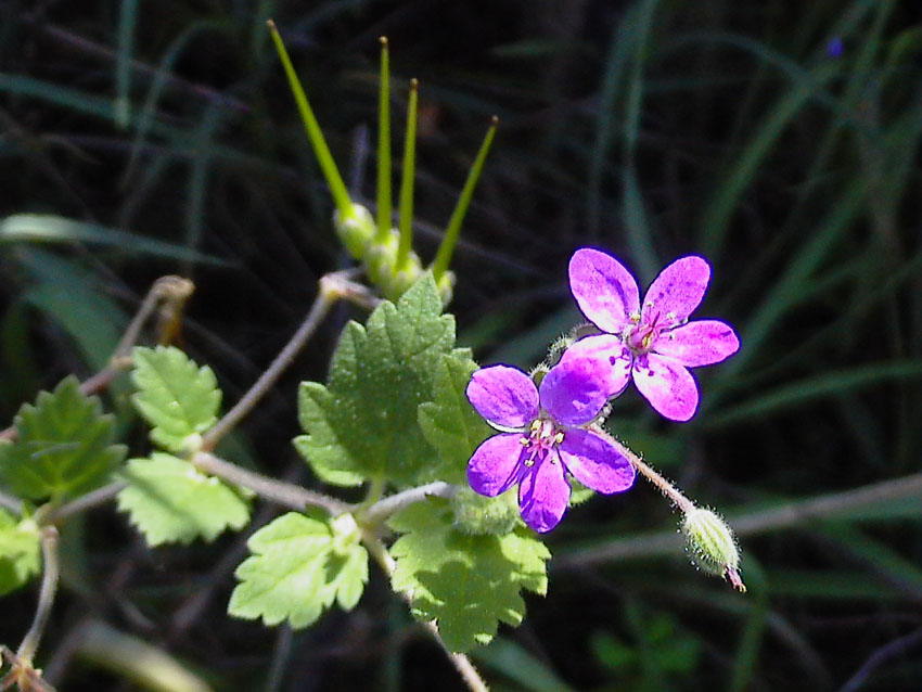 Erodium malacoides / Becco di gru malvaceo