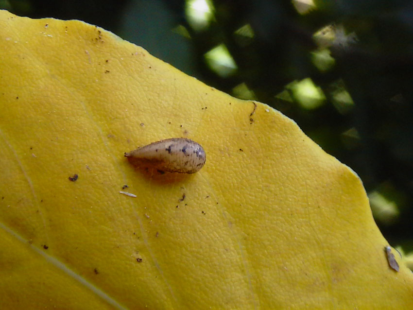 Larva di sirphidae