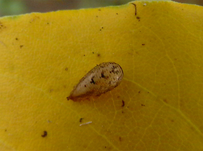 Larva di sirphidae