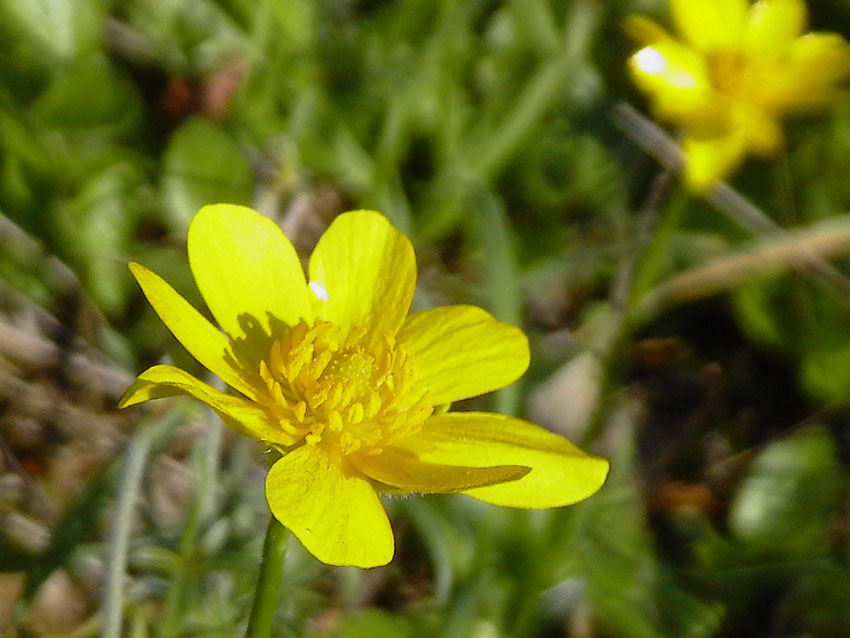 Ranunculus bullatus / Ranuncolo rosulato