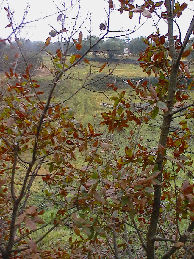 Quercus trojana / Fragno