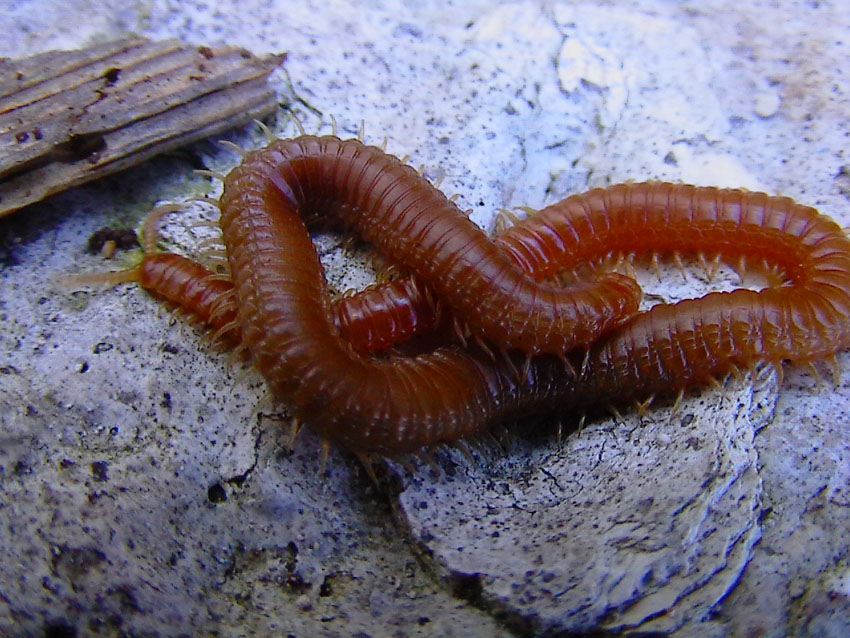 chilopode serpente (Himantariidae)