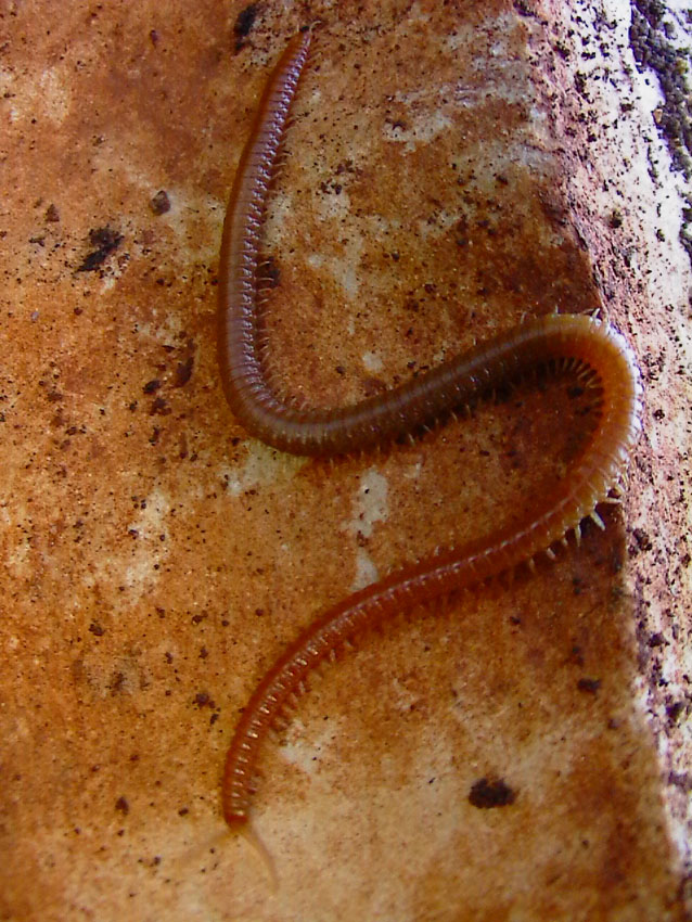 chilopode serpente (Himantariidae)