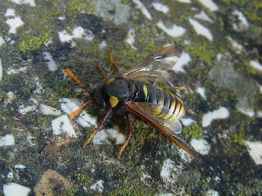 Larve e adulti di Palaeocimbex quadrimaculatus (Imenotteri)