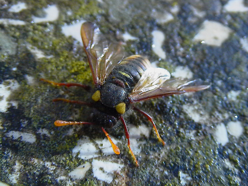 Larve e adulti di Palaeocimbex quadrimaculatus (Imenotteri)