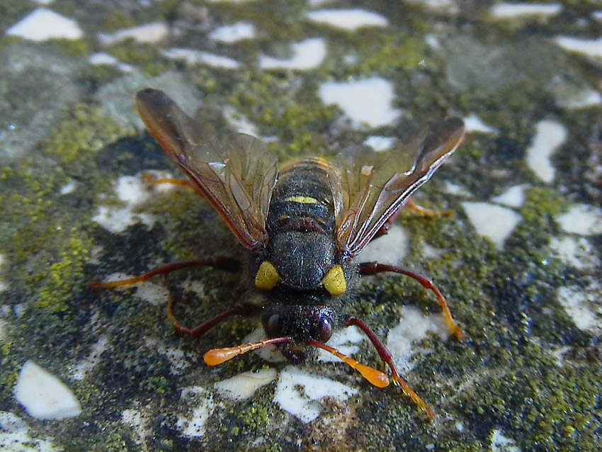 Larve e adulti di Palaeocimbex quadrimaculatus (Imenotteri)