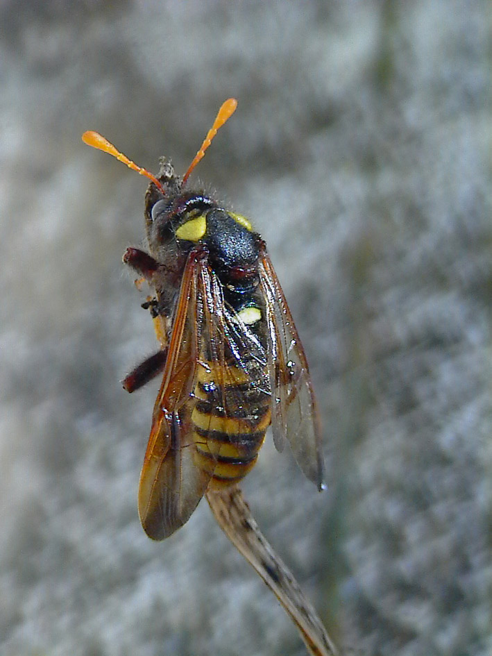 Larve e adulti di Palaeocimbex quadrimaculatus (Imenotteri)