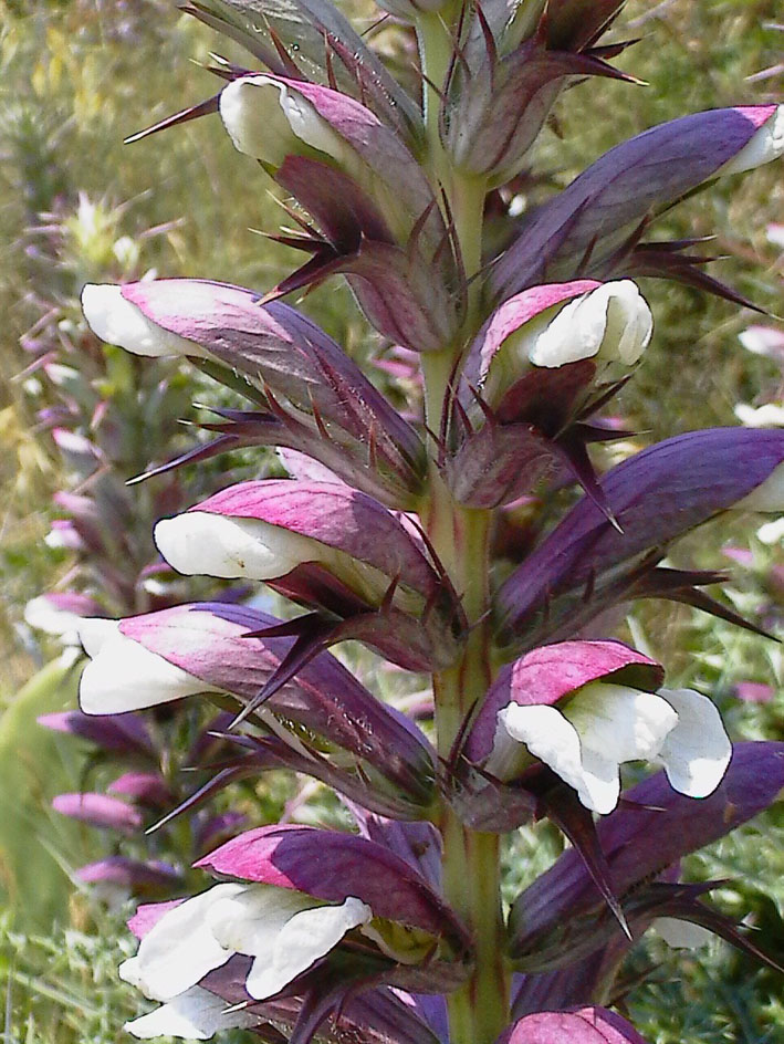 Acanthus mollis / Acanto comune, Branca orsina, Brancalupo