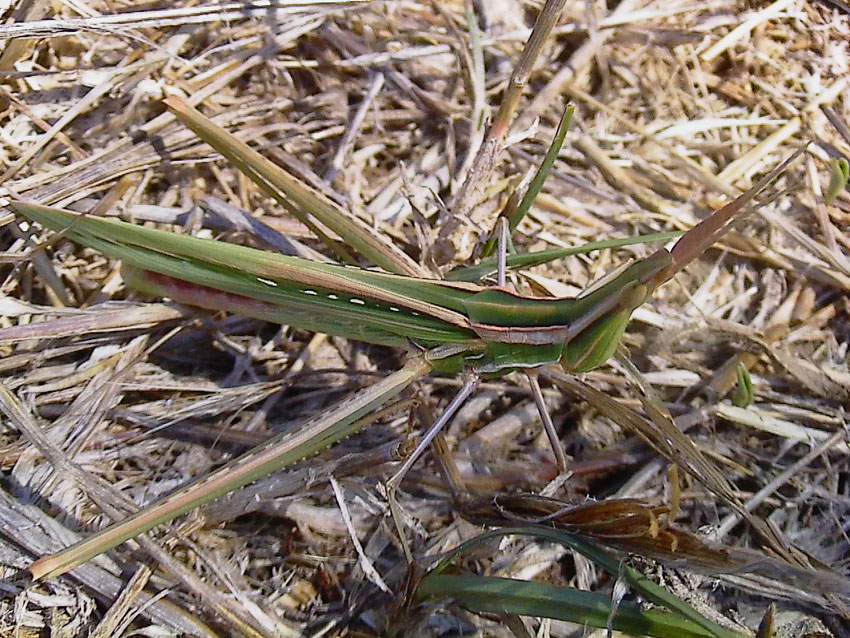 Acrida ungarica