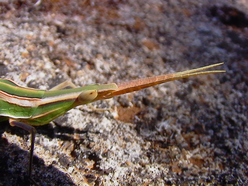 Acrida ungarica