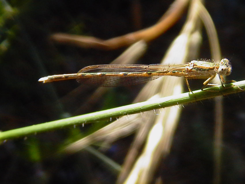 Sympecma fusca, Lestes barbarus e Sympetrum striolatum