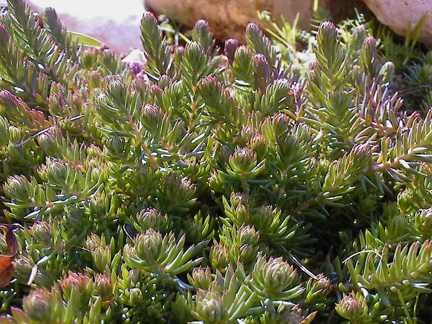 Un po'' di Sedum