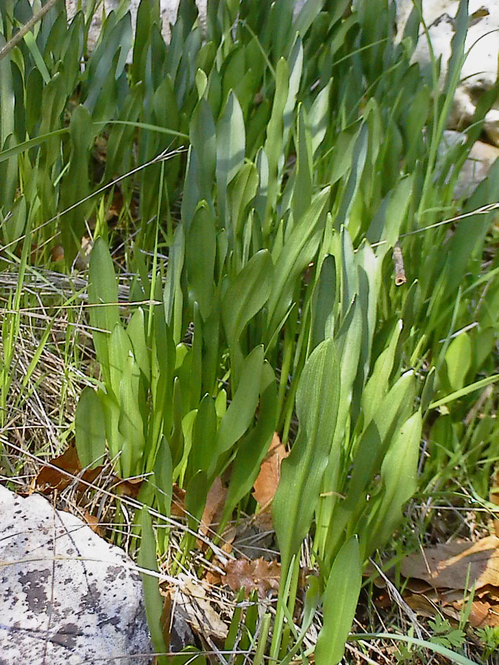 Biarum tenuifolium