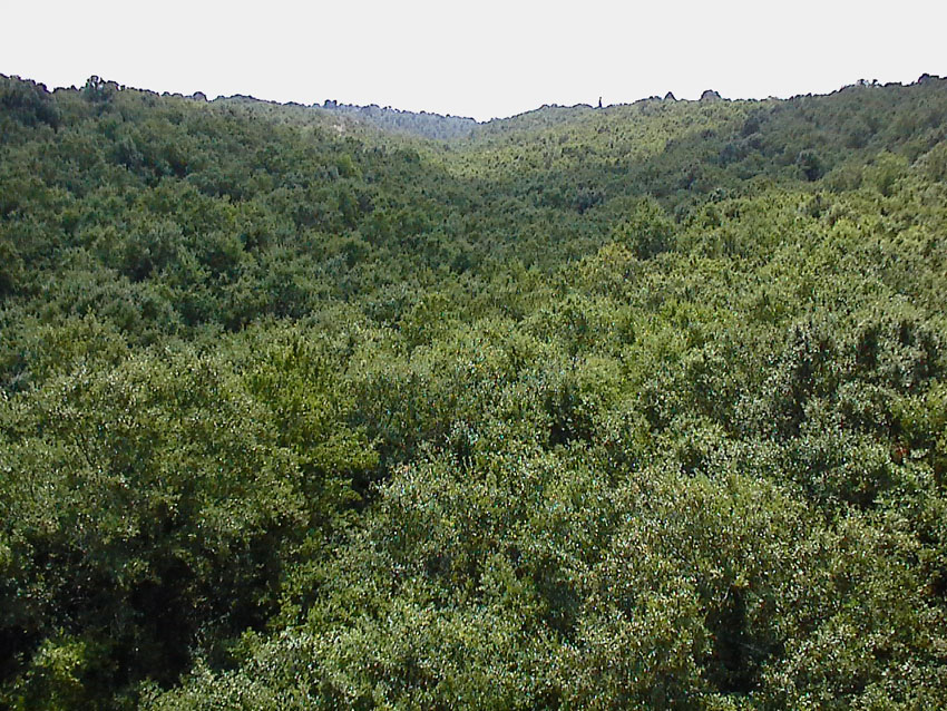 Quercus trojana / Fragno