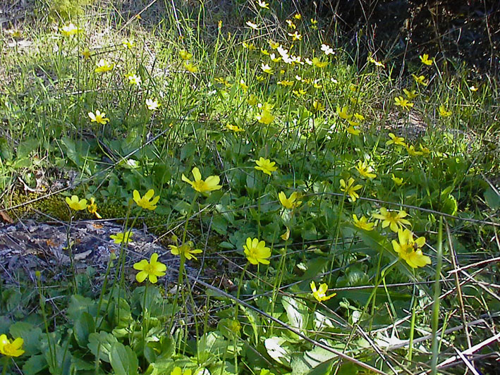 Ranunculus bullatus / Ranuncolo rosulato